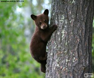 пазл Бурый медвежонок поднимается дерево